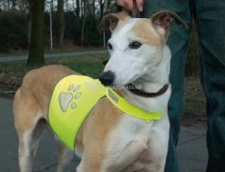 Beeztees Veiligheidsvest Reflecterend