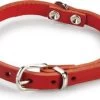 Beeztees Hondenhalsband Rood 32 X 1 Cm -Beeztees 8712695051916 1
