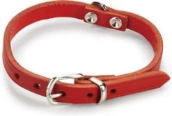 Beeztees Hondenhalsband Rood 32 X 1 Cm