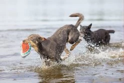 Beeztees Hondenspeelgoed Mello Rood / Groen 21 X 11 X 4 Cm -Beeztees 8712695176008 4