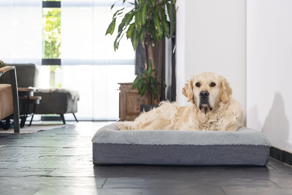 Beeztees Orthopedisch Hondenkussen Yura Grijs 100 X 70 X 15 Cm 4 Beeztees Orthopedisch Hondenkussen Yura Grijs 100 X 70 X 15 Cm - Afbeelding 2