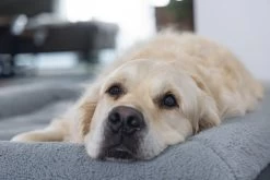 Beeztees Orthopedisch Hondenkussen Yura Grijs 100 X 70 X 15 Cm 9 Beeztees Orthopedisch Hondenkussen Yura Grijs 100 X 70 X 15 Cm -Beeztees 8712695180869 5