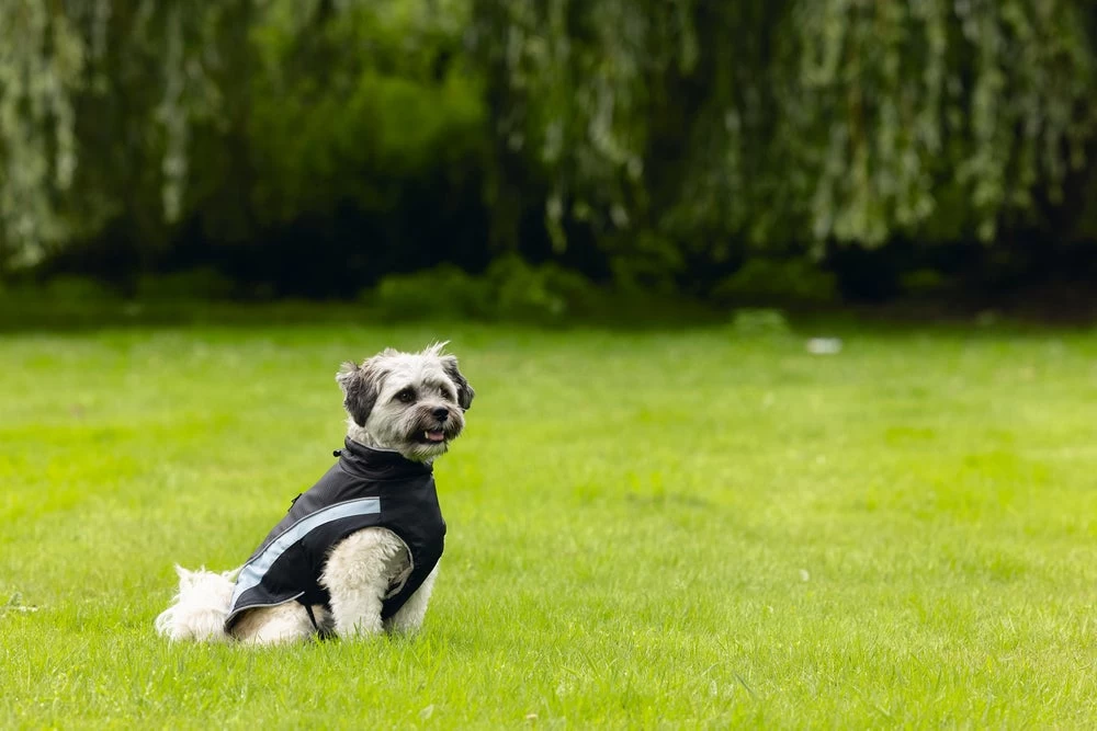 Beeztees Hondenjas Saby Zwart / Blauw 32 X 40 X 1 Cm 12 Beeztees Hondenjas Saby Zwart / Blauw 32 X 40 X 1 Cm - Afbeelding 10