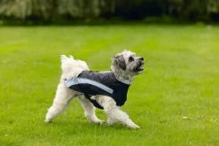 Beeztees Hondenjas Saby Zwart / Blauw 32 X 40 X 1 Cm 25 Beeztees Hondenjas Saby Zwart / Blauw 32 X 40 X 1 Cm -Beeztees 8712695196211 11