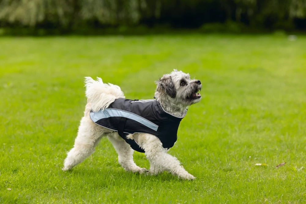 Beeztees Hondenjas Saby Zwart / Blauw 32 X 40 X 1 Cm 13 Beeztees Hondenjas Saby Zwart / Blauw 32 X 40 X 1 Cm - Afbeelding 11