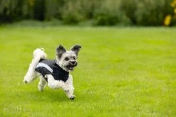 Beeztees Hondenjas Saby Zwart / Blauw 32 X 40 X 1 Cm 26 Beeztees Hondenjas Saby Zwart / Blauw 32 X 40 X 1 Cm -Beeztees 8712695196211 12