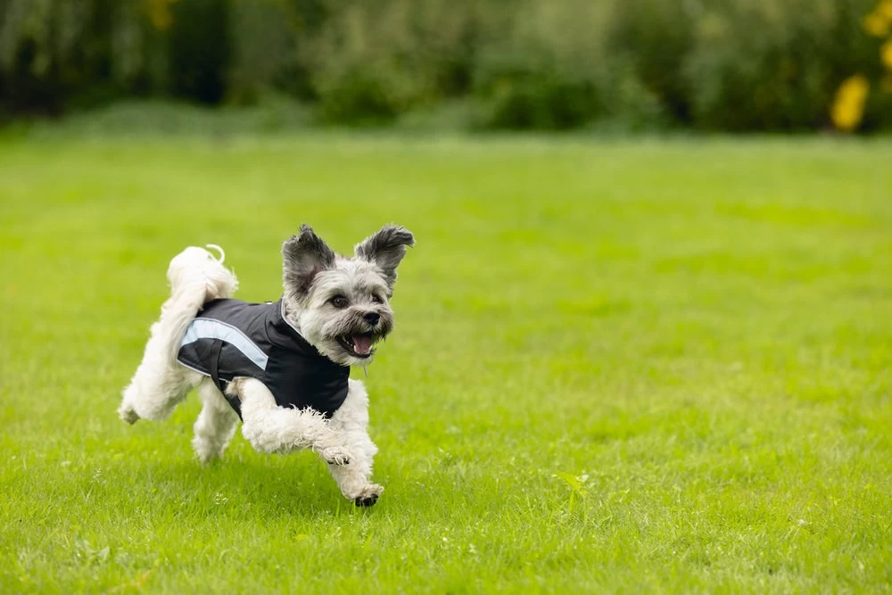 Beeztees Hondenjas Saby Zwart / Blauw 32 X 40 X 1 Cm 14 Beeztees Hondenjas Saby Zwart / Blauw 32 X 40 X 1 Cm - Afbeelding 12