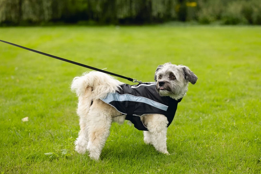 Beeztees Hondenjas Saby Zwart / Blauw 32 X 40 X 1 Cm 15 Beeztees Hondenjas Saby Zwart / Blauw 32 X 40 X 1 Cm - Afbeelding 13