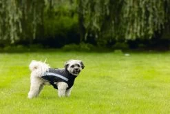 Beeztees Hondenjas Saby Zwart / Blauw 32 X 40 X 1 Cm 23 Beeztees Hondenjas Saby Zwart / Blauw 32 X 40 X 1 Cm -Beeztees 8712695196211 9