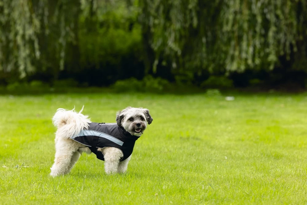 Beeztees Hondenjas Saby Zwart / Blauw 32 X 40 X 1 Cm 11 Beeztees Hondenjas Saby Zwart / Blauw 32 X 40 X 1 Cm - Afbeelding 9