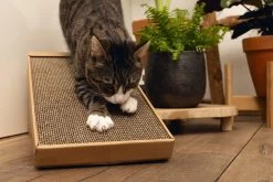 Beeztees Krabplank Minus One Bruin 49 X 25 X 24,5 Cm -Beeztees 8712695197218 6