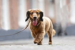 Beeztees Hondenhalsband Balacron Ax Bruin 21-26 X 1 Cm -Beeztees 8712695198413 8