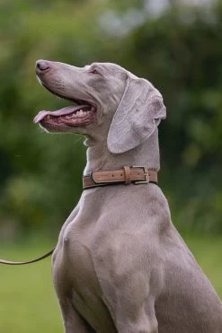 Beeztees Hondenhalsband Balacron Ax Bruin 36-44 X 2 Cm -Beeztees 8712695198451 8