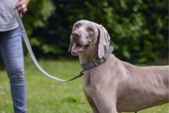 Beeztees Hondenhalsband Balacron Ax Grijs 38-48 X 2,5 Cm -Beeztees 8712695198703 6