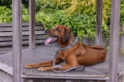 Beeztees Hondenriem Balacron Grijs 100 X 2,5 Cm -Beeztees 8712695198765 4