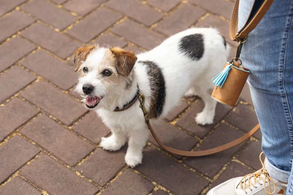 Beeztees Poepzakjes Houder Balacron Bruin 8 X 5 X 5 Cm 4 Beeztees Poepzakjes Houder Balacron Bruin 8 X 5 X 5 Cm - Afbeelding 2