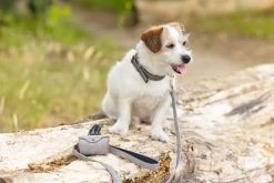 Beeztees Poepzakjes Houder Balacron Grijs 8 X 5 X 5 Cm -Beeztees 8712695198918 1