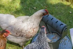 Beeztees Kippenvoerbak Speel- En Snacktoren Grijs D 30 H 31 Cm -Beeztees 8712695201342 14