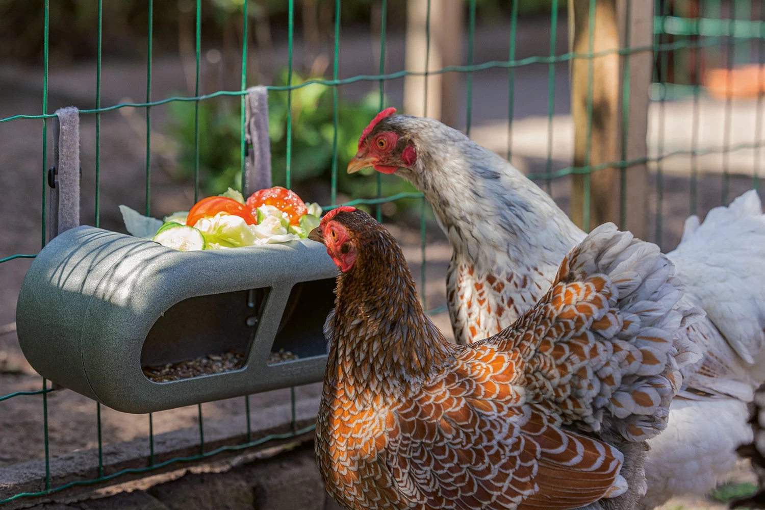 Beeztees Kippenvoerbak Grijs 30 X 14 X 13 Cm 9 Beeztees Kippenvoerbak Grijs 30 X 14 X 13 Cm - Afbeelding 7