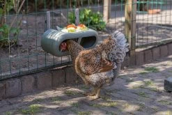 Beeztees Kippenvoerbak Grijs 30 X 14 X 13 Cm 20 Beeztees Kippenvoerbak Grijs 30 X 14 X 13 Cm -Beeztees 8712695201359 7