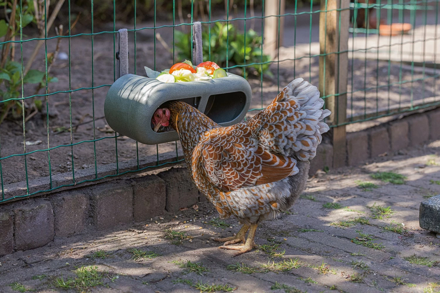 Beeztees Kippenvoerbak Grijs 30 X 14 X 13 Cm 10 Beeztees Kippenvoerbak Grijs 30 X 14 X 13 Cm - Afbeelding 8