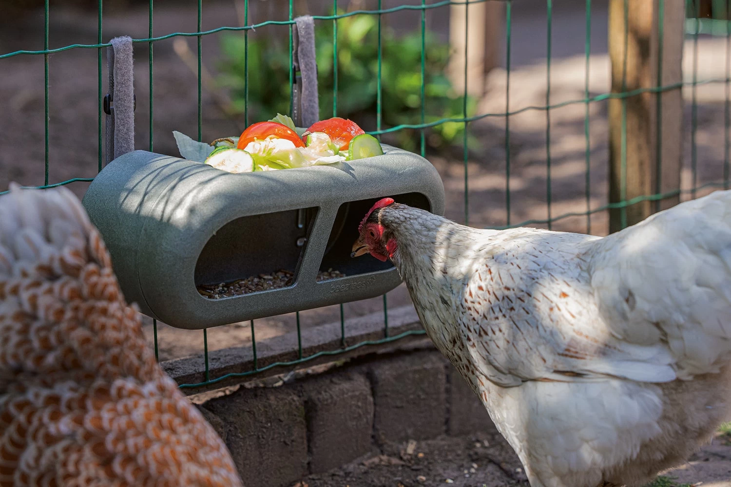 Beeztees Kippenvoerbak Grijs 30 X 14 X 13 Cm 11 Beeztees Kippenvoerbak Grijs 30 X 14 X 13 Cm - Afbeelding 9