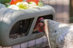 Beeztees Kippenvoerbak Grijs 30 X 14 X 13 Cm 22 Beeztees Kippenvoerbak Grijs 30 X 14 X 13 Cm -Beeztees 8712695201359 9