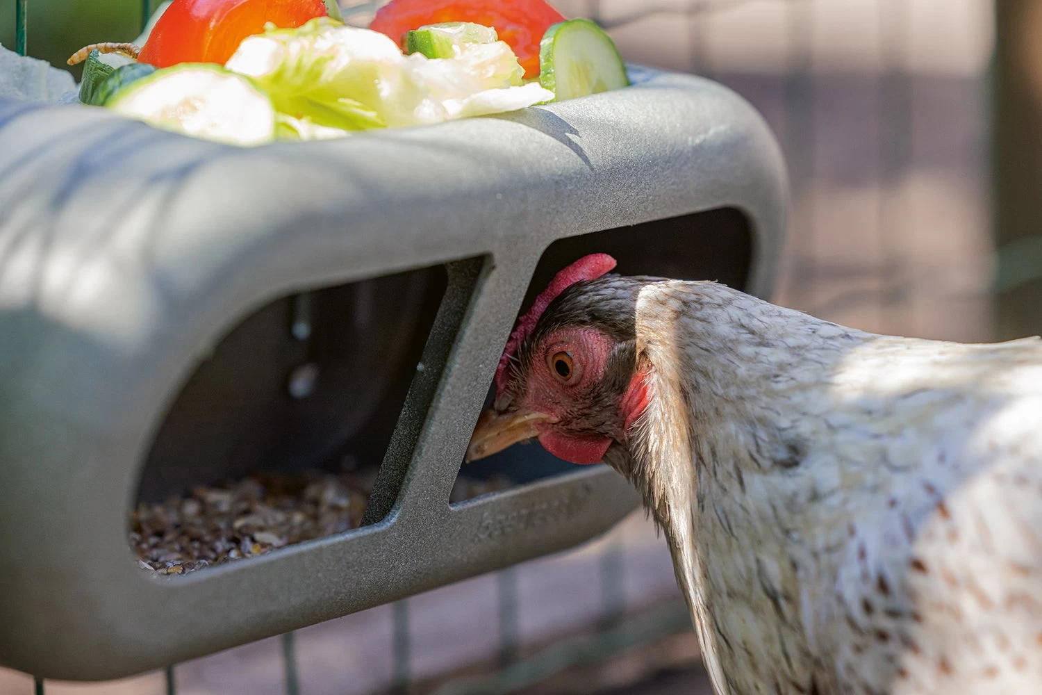 Beeztees Kippenvoerbak Grijs 30 X 14 X 13 Cm 12 Beeztees Kippenvoerbak Grijs 30 X 14 X 13 Cm - Afbeelding 10