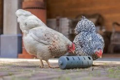 Beeztees Kippenvoerbak Snackroller Grijs 22,5 X 6,5 X 6,5 Cm 18 Beeztees Kippenvoerbak Snackroller Grijs 22,5 X 6,5 X 6,5 Cm -Beeztees 8712695201366 6