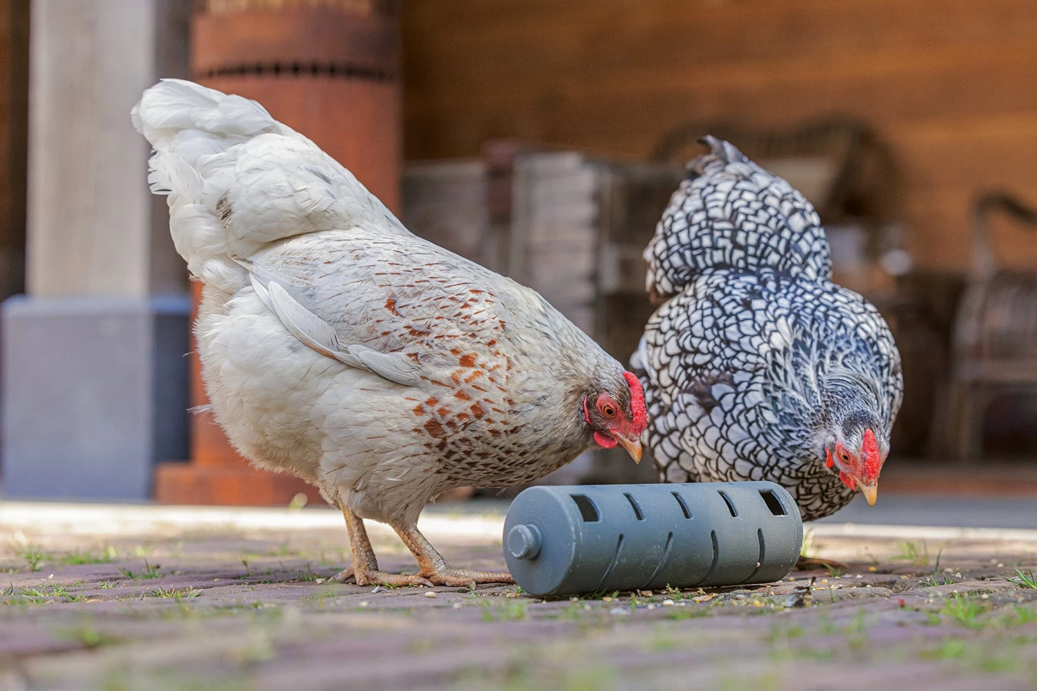 Beeztees Kippenvoerbak Snackroller Grijs 22,5 X 6,5 X 6,5 Cm 10 Beeztees Kippenvoerbak Snackroller Grijs 22,5 X 6,5 X 6,5 Cm - Afbeelding 8