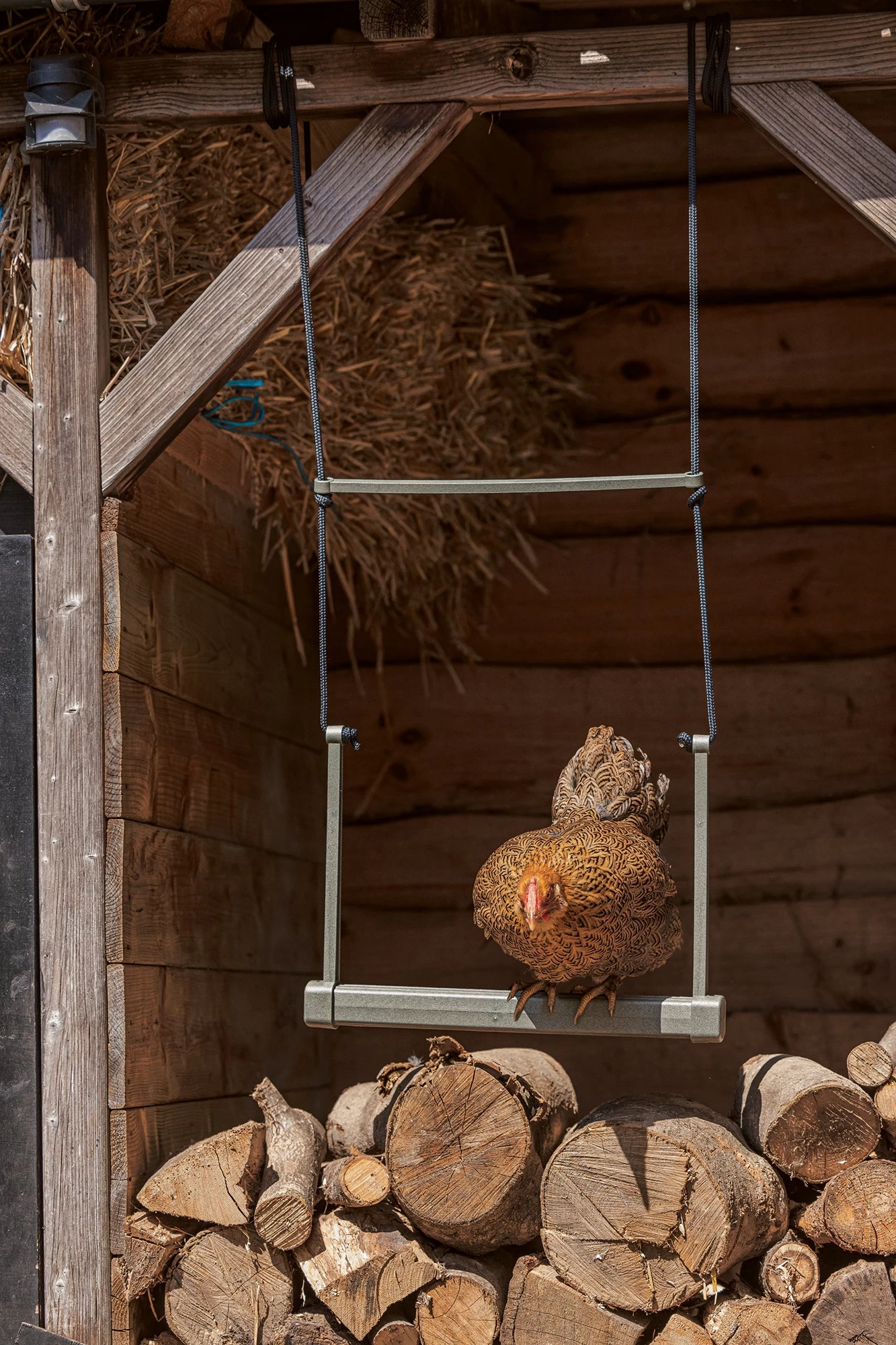 Beeztees Speelschommel Kippen Grijs 40 X 5 X 30 Cm 11 Beeztees Speelschommel Kippen Grijs 40 X 5 X 30 Cm - Afbeelding 9