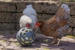 Beeztees Kippenvoerbak Speel Snackbal Grijs D 15 H 15 Cm -Beeztees 8712695201380 5