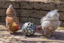 Beeztees Kippenvoerbak Speel Snackbal Grijs D 15 H 15 Cm -Beeztees 8712695201380 6