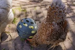 Beeztees Kippenvoerbak Speel Snackbal Grijs D 15 H 15 Cm -Beeztees 8712695201380 7