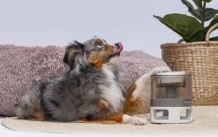 Beeztees Hondenspeelgoed Brain Game Delicious Grijs 28 X 28 X 4,5 Cm 25 Beeztees Hondenspeelgoed Brain Game Delicious Grijs 28 X 28 X 4,5 Cm -Beeztees 8712695202783 11