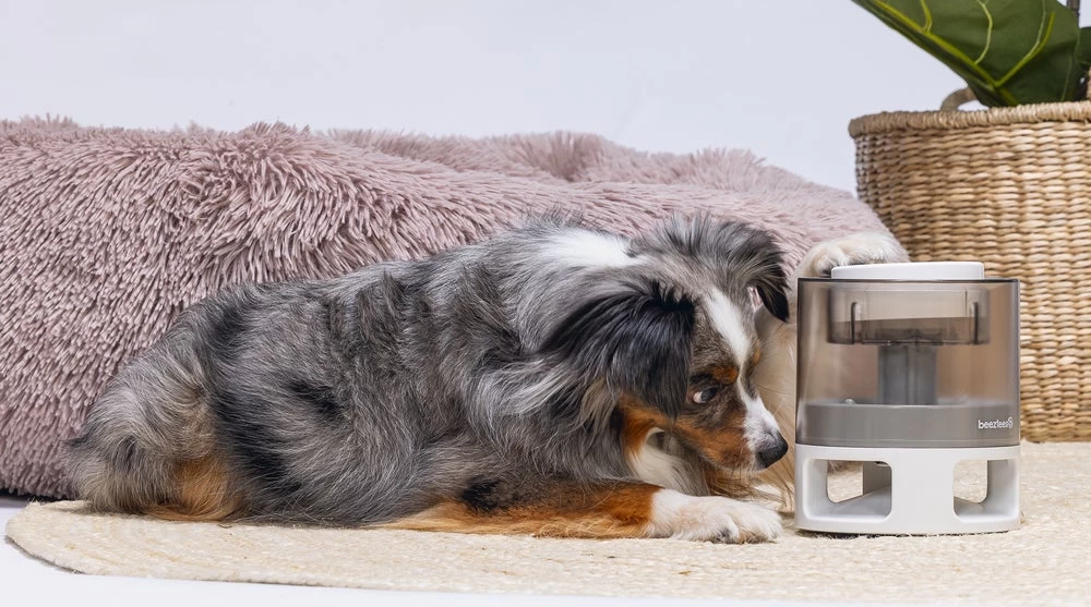 Beeztees Hondenspeelgoed Brain Game Delicious Grijs 28 X 28 X 4,5 Cm 11 Beeztees Hondenspeelgoed Brain Game Delicious Grijs 28 X 28 X 4,5 Cm - Afbeelding 9