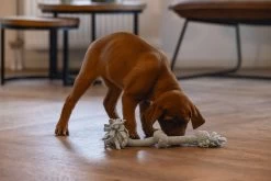 Beeztees Speeltouw Pim 3 Knopen Puppy 30 X 6 X 4,5 Cm -Beeztees 8712695207764 2