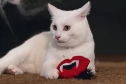 Beeztees Kattenspeeltje Dracula 29 X 10 X 5 Cm -Beeztees 8712695208211 3