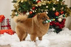 Beeztees Hondenspeelgoed Kerstboom 16 X 5 X 5 Cm 7 Beeztees Hondenspeelgoed Kerstboom 16 X 5 X 5 Cm -Beeztees 8712695209690 2