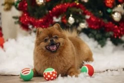 Beeztees Tennisbal Met Kerstprint D 6,3 H 6,3 3 Stuks 12 Beeztees Tennisbal Met Kerstprint D 6,3 H 6,3 3 Stuks -Beeztees 8712695209706 4