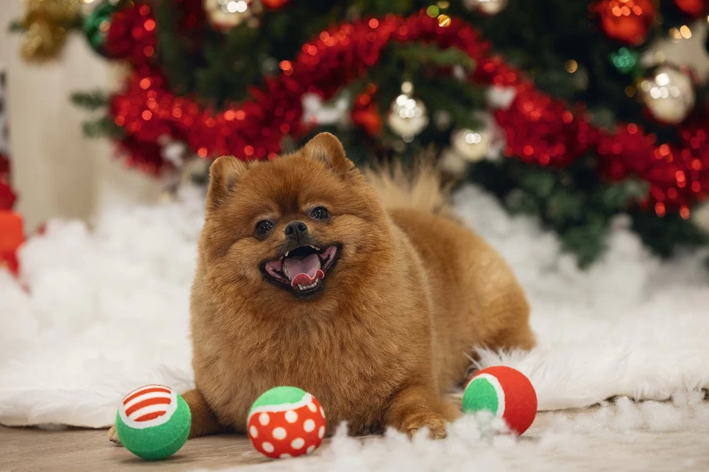 Beeztees Tennisbal Met Kerstprint D 6,3 H 6,3 3 Stuks 7 Beeztees Tennisbal Met Kerstprint D 6,3 H 6,3 3 Stuks - Afbeelding 5