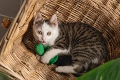 Beeztees Kattenspeelgoed Jungle Slang Craza 10 X 3 X 3 Cm 8 Beeztees Kattenspeelgoed Jungle Slang Craza 10 X 3 X 3 Cm -Beeztees 8712695213154 4