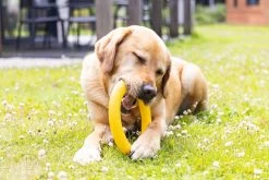 Beeztees Speelring Apportino D 22 H 3 Cm -Beeztees 8712695213376 5