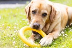 Beeztees Speelring Apportino D 22 H 3 Cm -Beeztees 8712695213376 6