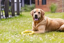 Beeztees Speelring Apportino D 22 H 3 Cm -Beeztees 8712695213376 7