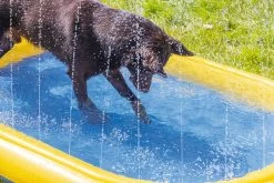 Beeztees Hondenzwembad Palmy 163 X 100 X 47 Cm -Beeztees 8712695213598 5