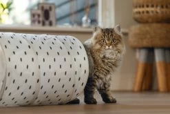 Beeztees Kattentunnel Leo 85 X 25 X 25 Cm -Beeztees 8712695213925 9
