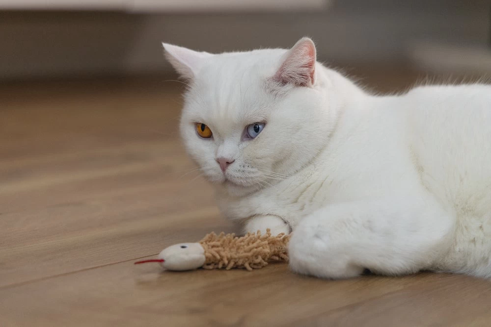 Beeztees Kattenspeelgoed Slang Boa 8 X 7 X 3 Cm 2 Stuks 7 Beeztees Kattenspeelgoed Slang Boa 8 X 7 X 3 Cm 2 Stuks - Afbeelding 5