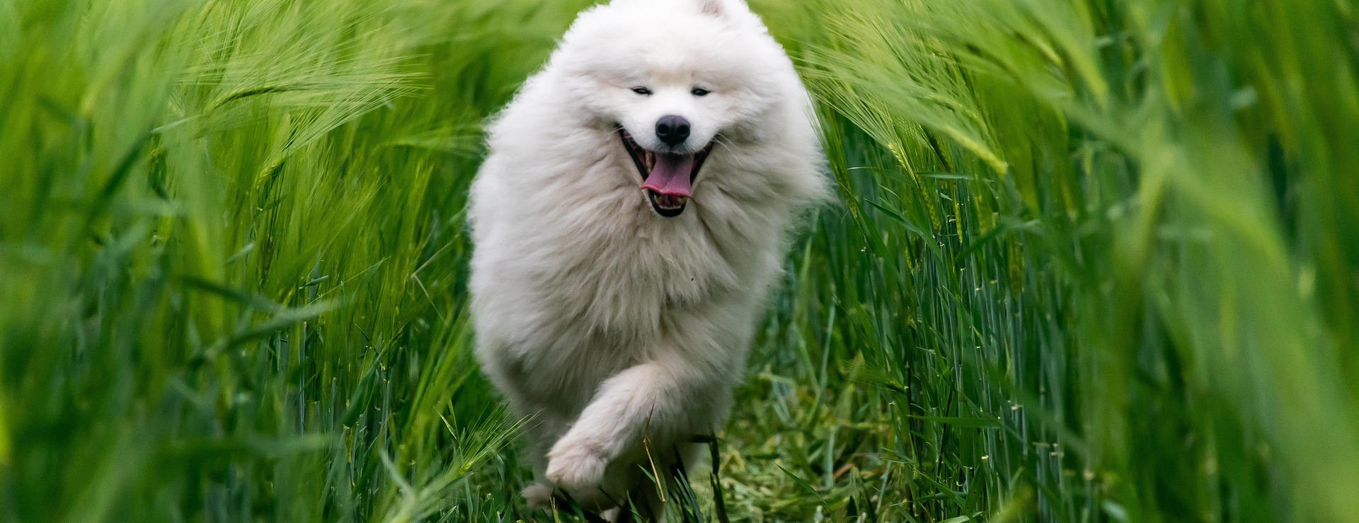 Beeztees -Beeztees animal 7220153 1920