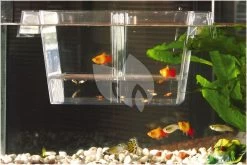 Beeztees Guppytank Drijvend Groot -Beeztees guppytank drijvend groot 8712695006480 2 0 2000x1333